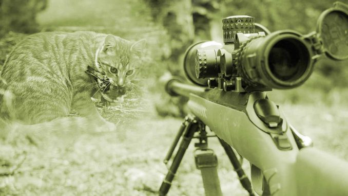 Katze-Jagd-Gewehr