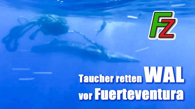 Taucher-retten-Wal-vor-Fuerteventura