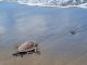 Freilassung Meeresschildkroete Fuerteventura