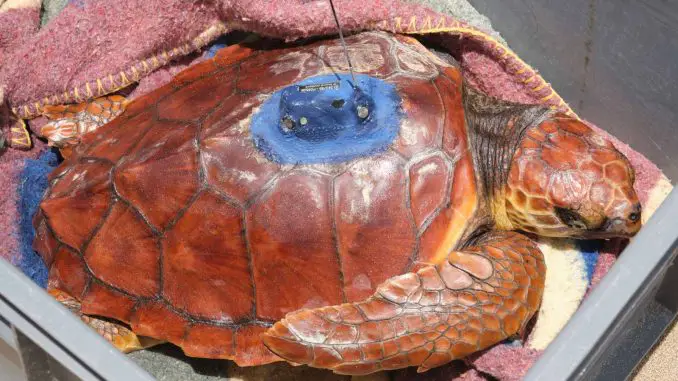 Schildkröte-amputierte-Flosse