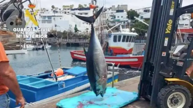 Thunfisch-illegal-gefangen